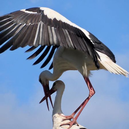 Wrocen Noclegi Nad Biebrza Stara Szkola المظهر الخارجي الصورة
